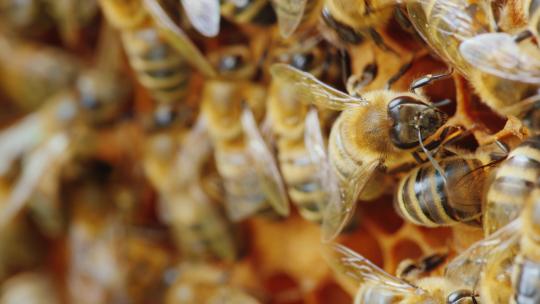 养蜂 蜂蜜 养蜂人 蜂巢