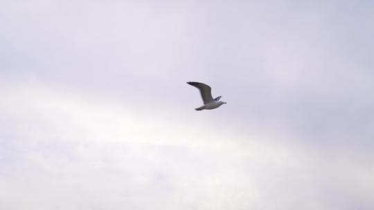日落时海鸥在海滩上慢动作飞行视频素材模板下载