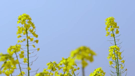 油菜花空镜