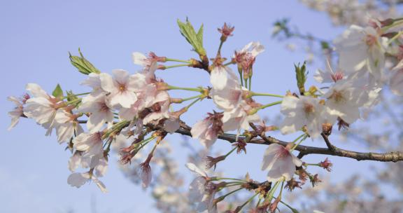 樱花花开花瓣飘落樱花树意境实拍