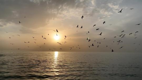 唯美海上夕阳西下落日一群海鸥飞翔