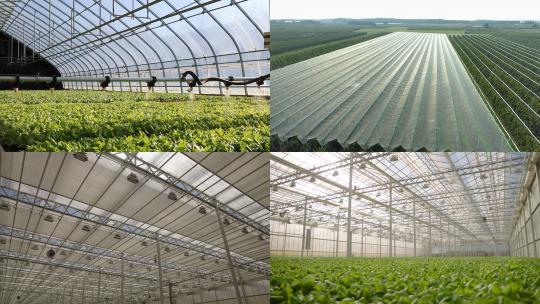 【合集】自动化大棚