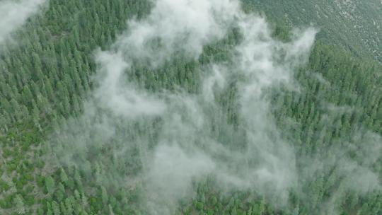 川西森林雾气上升