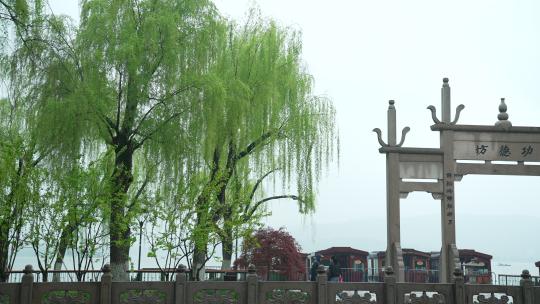 杭州钱王祠春天清明节雨天古建筑自然唯美