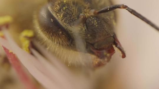 蜜蜂在花上采蜜特写素材