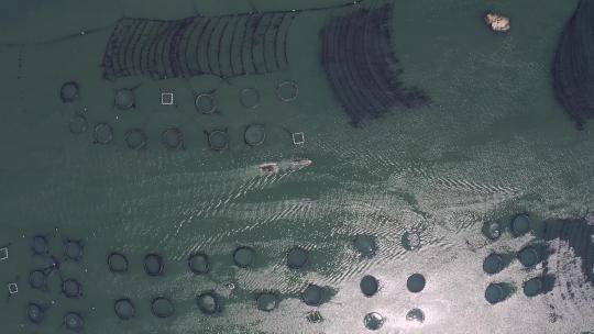 海上养殖海带
