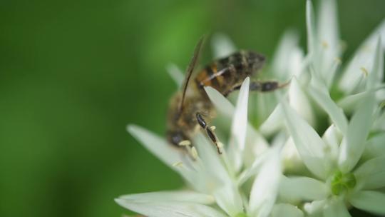 熊蜂蜜蜂花多采蜜特写慢镜头