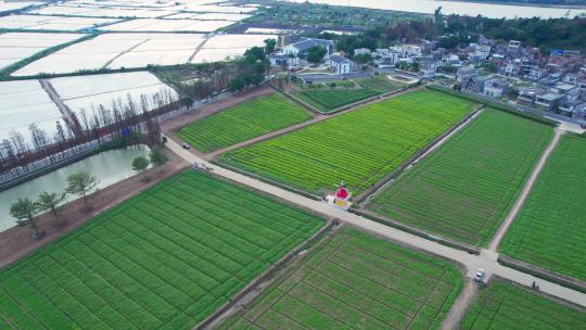 4k珠海斗门乡村风车油菜花花海航拍