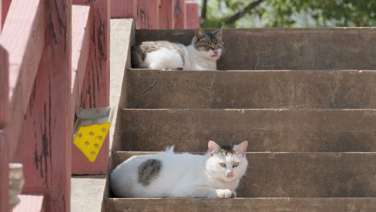 可爱猫咪4K实拍镜头