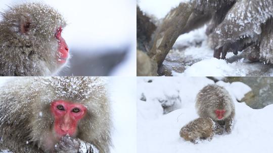 【合集】冬天雪地猴子吃雪泡温泉高清视频视频素材模板下载
