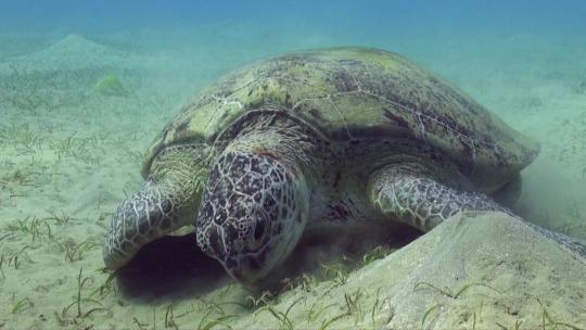 海龟在海底觅食视频素材模板下载