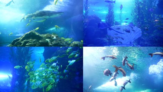 海洋馆水族馆海底世界鱼群实拍高清在线视频素材下载