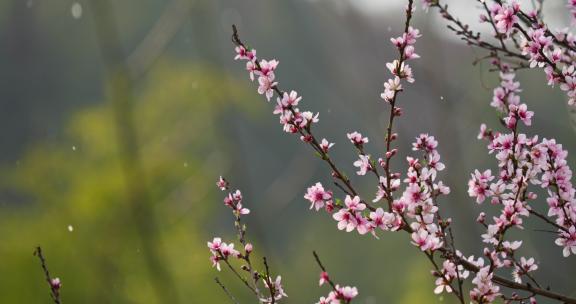春雨中过桃花