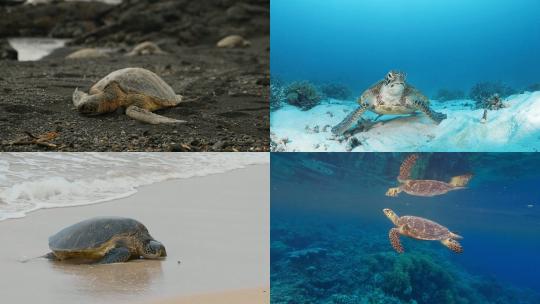[合集]海龟海面换气沙滩上休息