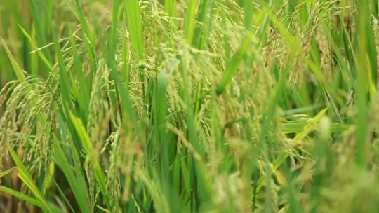 水稻稻谷大米米饭农业粮食丰收稻田谷子广告视频素材模板下载