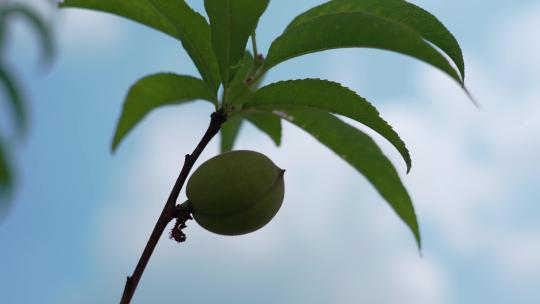 果园未成熟的毛桃青桃