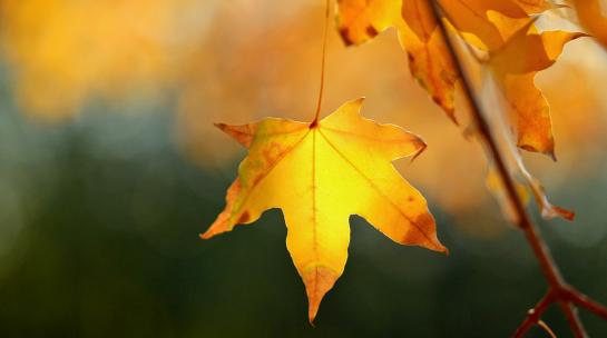 秋天落叶 秋天风景 树叶飘落 秋天唯美空镜