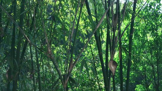 蜀南竹海 被虫蛀枯萎的竹子视频素材模板下载