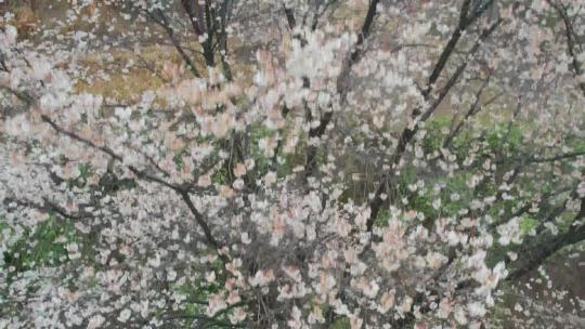 春天野樱桃花