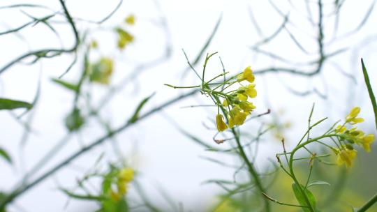 油菜花特写镜头