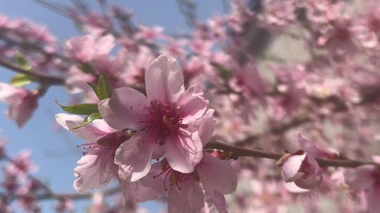 春天盛开的桃花花朵