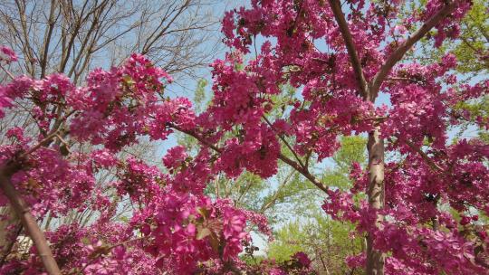 春天森林公园海棠花盛放唯美清新浪漫户外