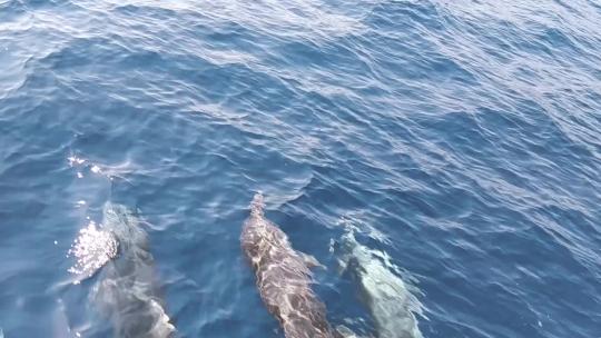 海豚在水中游泳跳跃视频素材模板下载