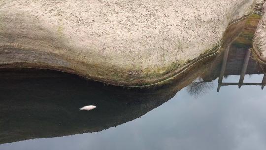 一只死掉的鲫鱼漂浮在水面上