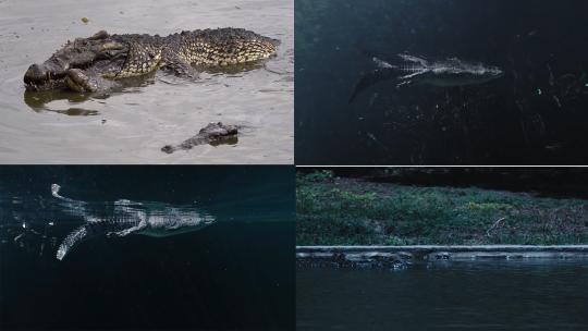 【合集】鳄鱼水里游泳漂浮水面