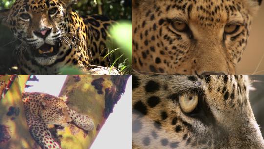 【合集】豹子 豹子狩猎 猫科动物 野生动物