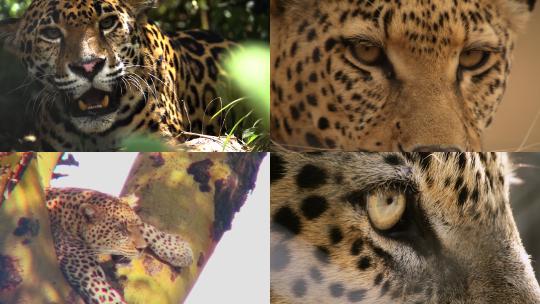 【合集】豹子 豹子狩猎 猫科动物 野生动物视频素材模板下载