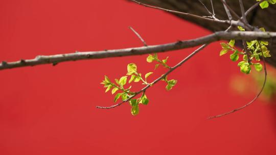 春天长出嫩芽的树枝视频素材模板下载