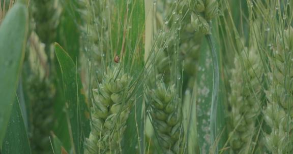 小麦麦田麦穗青小麦颗粒饱满丰收唯美麦穗