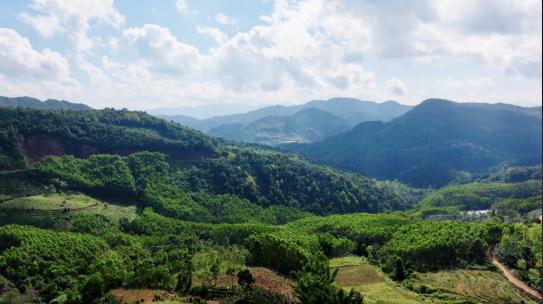 云南茶山 咖啡树 自然风景 乡下惬意生活