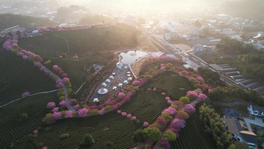 春天赏樱圣地：福建龙岩永福台品樱花茶园