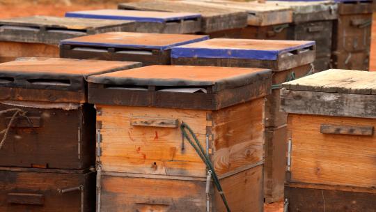 4K蜂场蜂箱意蜂养殖