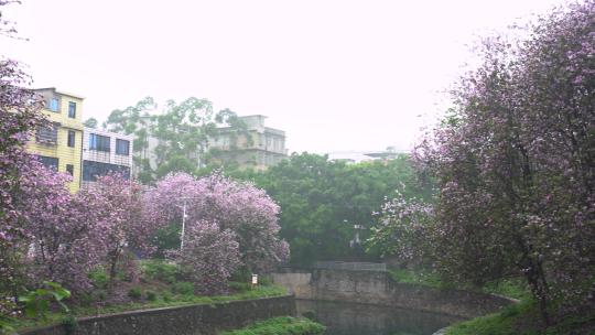 4K拍摄柳州雨中紫荆花W