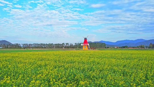 4k珠海斗门乡村风车油菜花花海航拍