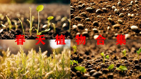 春天植物生命力小草特写种子发芽新生绿色草高清在线视频素材下载