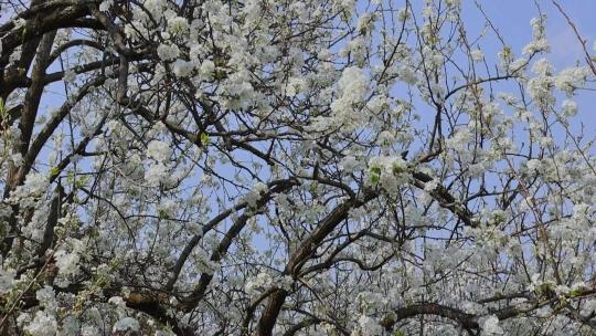 春天盛开的梨花合集视频素材模板下载