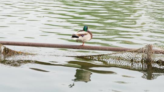 鸭子在水面护栏休息梳理羽毛视频素材模板下载
