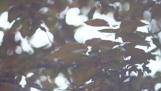 树叶阳光透过树叶空镜头