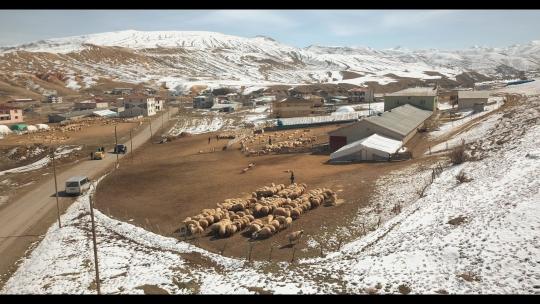 村庄中的一群羊