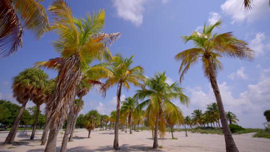 在沙滩上的棕榈树