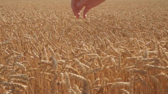 麦粒小麦麦田收获