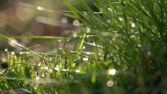 4K唯美草丛小草露珠水珠实拍视频