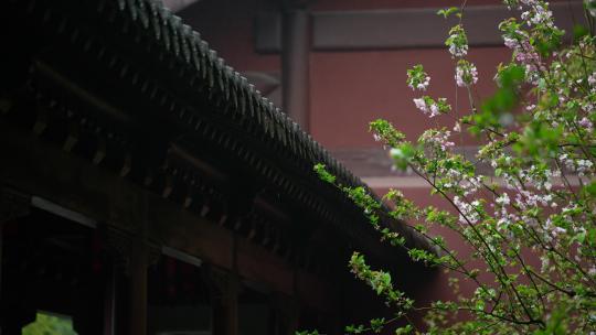 杭州钱王祠春天清明节雨天古建筑自然唯美