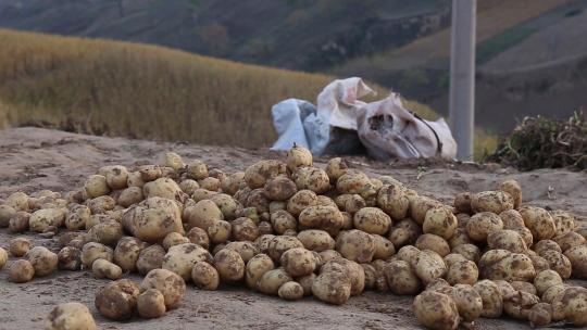 1412苹果土豆滞销腐烂在地里