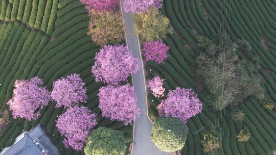 春天赏樱圣地：福建龙岩永福台品樱花茶园