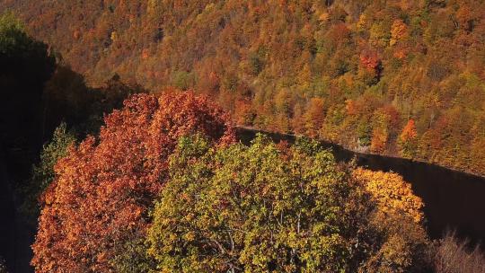 秋天秋景落叶银杏枫叶梧桐秦岭红枫金秋